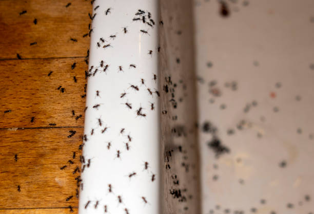 Best Best Pest Control Companies  in Grantsville, UT