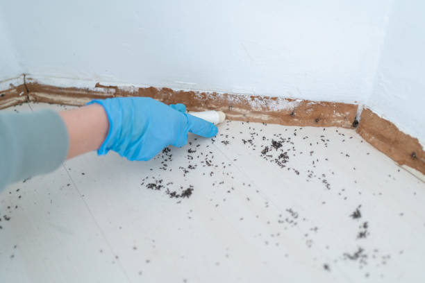 Best Ant Control Services  in Grantsville, UT